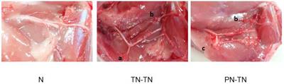 Effects of Akt/mTOR/p70S6K Signaling Pathway Regulation on Neuron Remodeling Caused by Translocation Repair